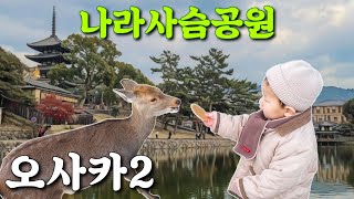 【간사이+규슈 5일차】사슴 센베 먹이고🦌 키즈카페 갔지후 🛝  ( 온야도 노노 요도야바시, 나라 사슴공원, 나라 맛집 스타벅스, 오사카 키즈카페, 킨류라멘 )