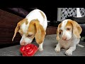 Dog Steals Food, Toys, Everything: Thieving Dog Penny