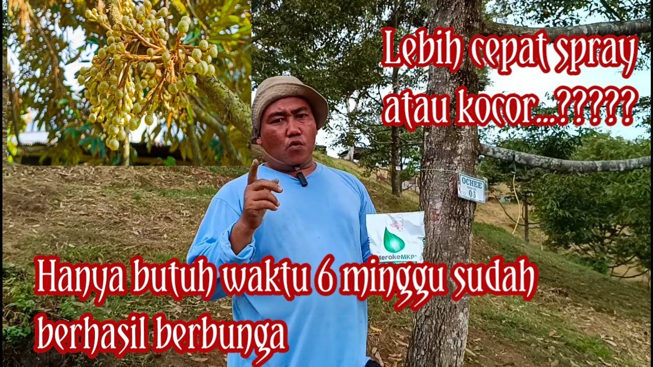 Baru 6 minggu di spray, pohon ochee sudah berbunga