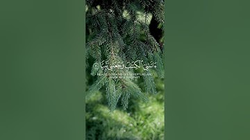 قالوا يا مريم لقد جئت شيئا فريا - القارئ محمد ابا الحسن #القرآن_الكريم