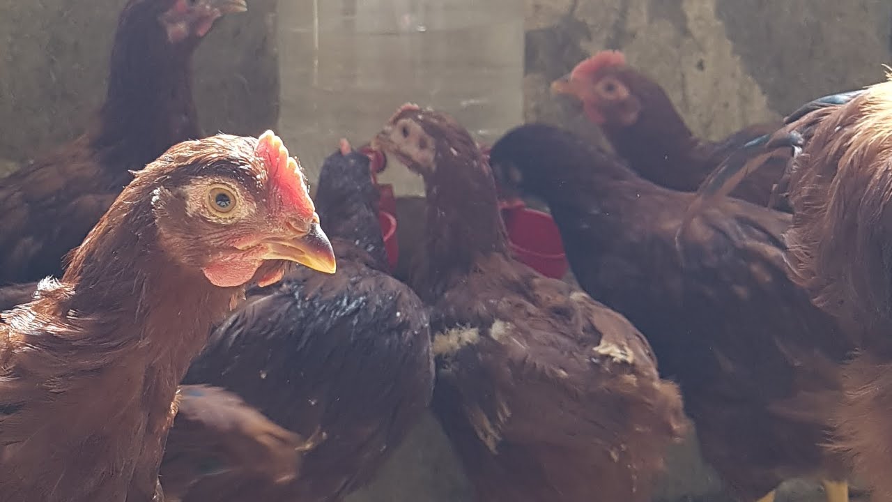 Safkan Kansas Rır ırkının tanıtımı ve özellikleri.