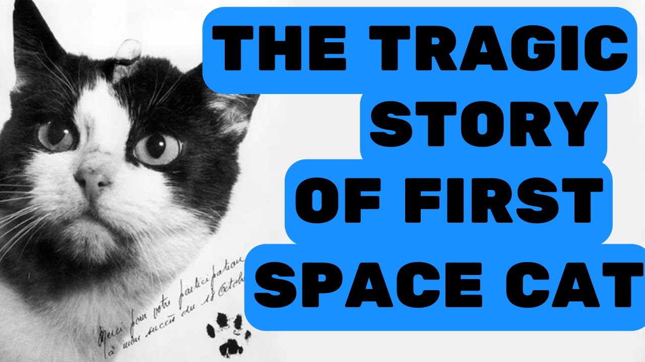 Félicette the French space cat, the world's only feline astronaut