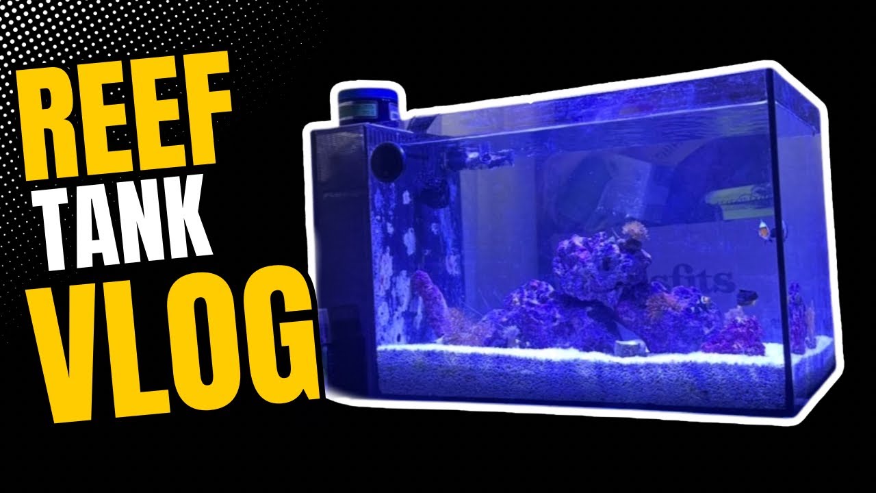 View of Reef Tank Vlog | New Corals, Inverts & a Full Equipment Upgrade - YouTube