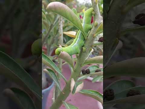 ভিডিও: মথ প্রজাপতি: প্রতিটি প্রজাতির অস্তিত্বের বৈশিষ্ট্য