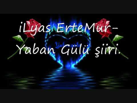 Yaban gülü şiir i yaban gülüm💓💓