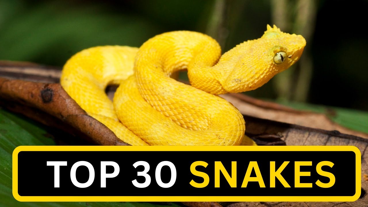 Top 30 Snake types Animals Vocabulary with pronunciation YouTube