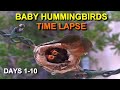 Baby Allen's Hummingbird Life Cycle: Growing Fast! Days 1-10