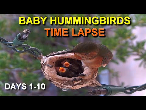 Baby Allen&rsquo;s Hummingbird Life Cycle: Growing Fast! Days 1-10