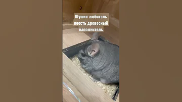 Шиншилла ест наполнитель для туалета #шиншилла #странности