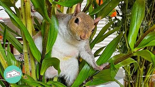 Bossy Squirrel Rules The House. She Orders Woman What To Do | Cuddle Buddies
