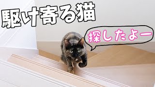 ママを探して鳴くサビ猫が可愛すぎる…