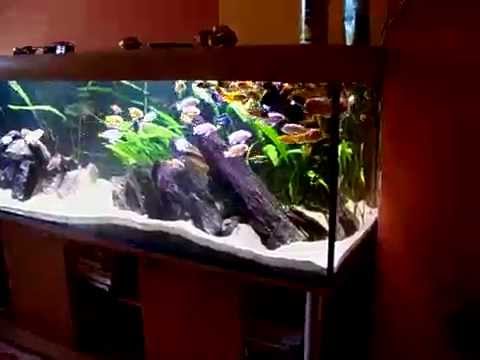 Przed Karmieniem Pyszczaki Malawi Akwarium 720l Funnydogtv