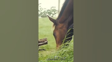 سورة الأنفال و..كا.،نك تسمعها لأ..و..ل مر.ة 💛.💟..🌷💔.💕🌼..💘بصوت الشيخ حمزة مد بوح 💔💐..🌹.💚💝..💗🧡