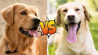 Labrador Retriever or Golden Retriever: Which Is the Perfect Fit for You?