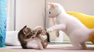 Kitten is surprised by a kitten that is too strong