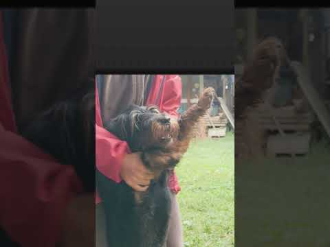 I Want To Ninja Dogyyyyyyyyy