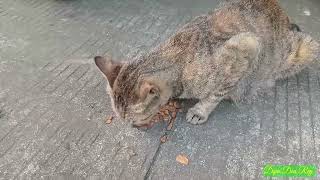 Kucing Ini Tahu Dimana Harus Menunggu  ‼ This Cat Knows Where To Wait @dipadearey_0795