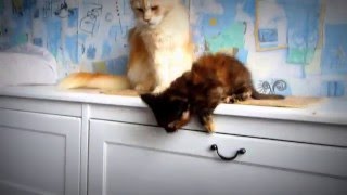 Cat instruct jump. Кошка учит прыгать. Cat instruct jump. Кошка учит прыгать.