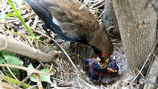 Robin Bird Father Feeding Babies @birdsandbaby8259