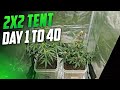 2 Autoflowers Day 1 To 40 SpiderFarmer SE3000 In A 2x2 Tent Grow Progress 2 Autoflowers Day 1 To 40 SpiderFarmer SE3000 In A 2x2 Tent Grow Progress