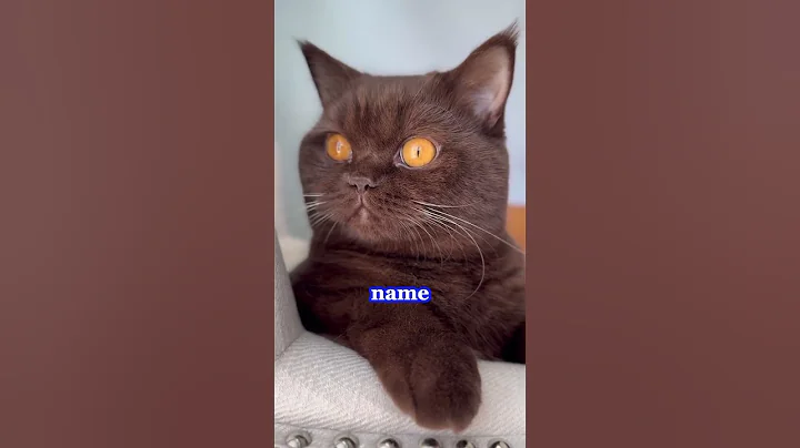 Video 6280021: cats pets catlover funny, funny brown cat