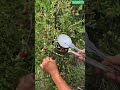 🍈🧺 Cup-Style Fruit Harvesting Picker