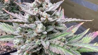 WHITE TRUFFLE AUTO FLOWERS FROM ILGM