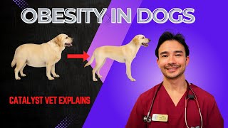 Obesity In Dogs Catalyst Vet Explains