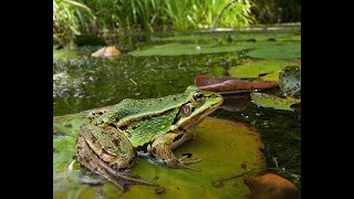 The Return of England's Forgotten Frog