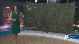 Tampa tree service company to file appeal after being hit with largest fine in city’s history