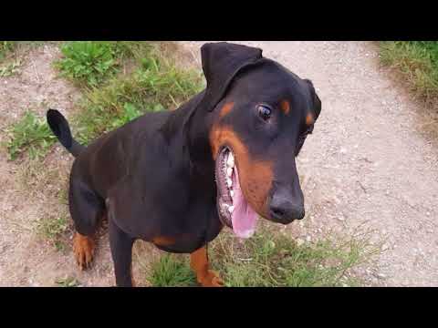 Video: Wie Trainiere Ich Einen Dobermann