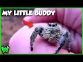 The process of making friends with a jumping spider ft jacksworldofwildlife 