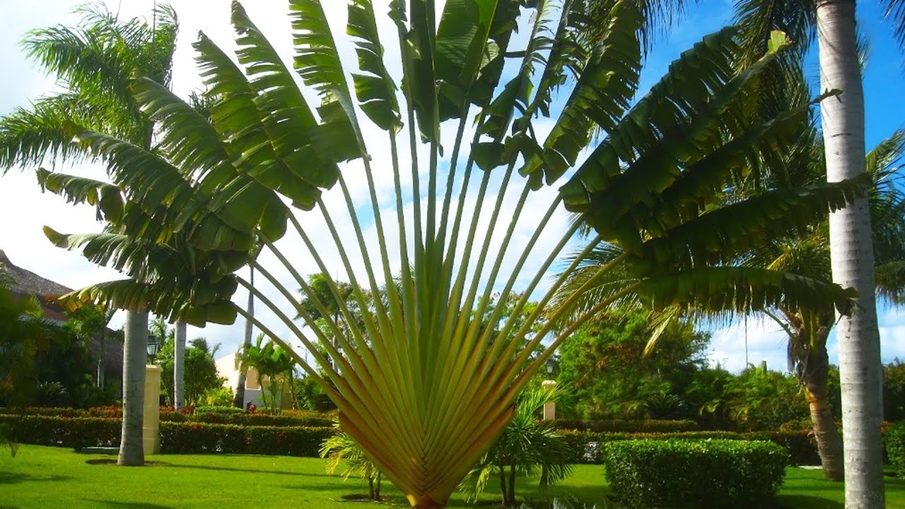 Travelers Palm Tree Seeds (Ravenala madagascariensis) Bird of Paradise  Plant (5 Seeds)