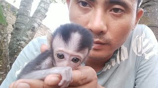 BABY MONKEY ACIL ALWAYS WANTS TO BE IN SPOIL