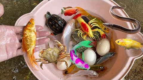 Đi bắt cá ở mương nước chảy : Con Cá Vàng ,Cá Ba Đuôi , Cá Koi ,Con Lươn , Con Cua , Rùa , Gà ,Tôm