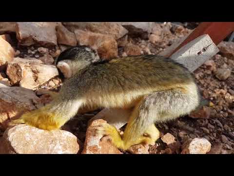 Bolivian squirrel monkey is searching for a food