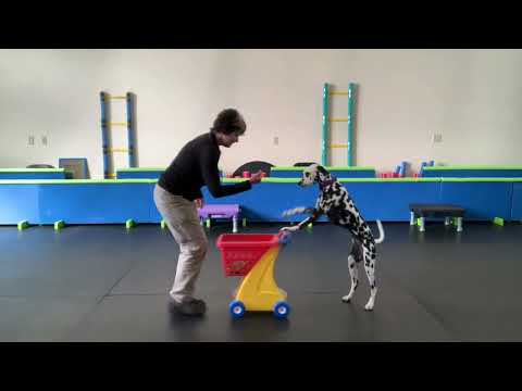 KALY Kalypso Echoviews Trick Shot TDGCH Expert Masters Title Submission