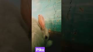 piku  my lovely rabbit 