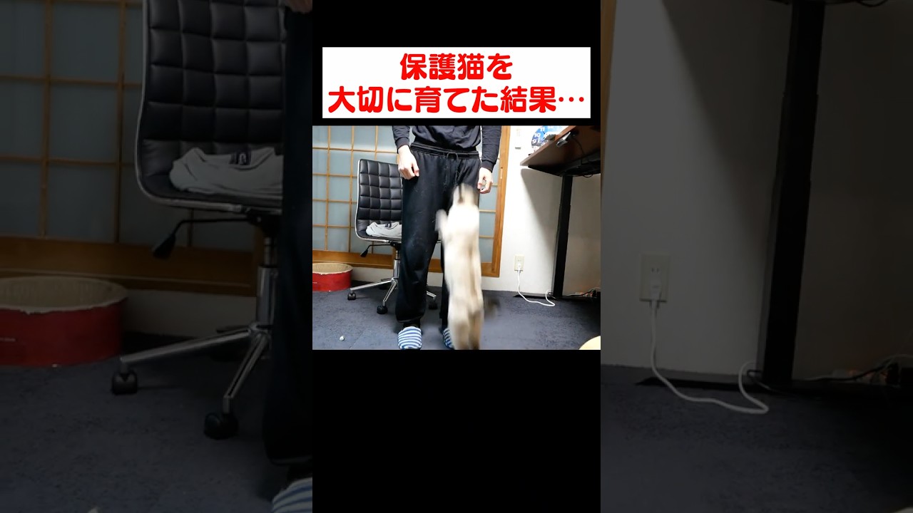 保護猫を溺愛して育てた結果…