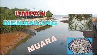 UMPAN TERBAIK MEMANCING DI MUARA