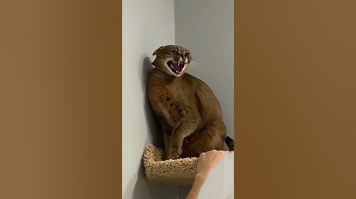 Questo gatto ODIA TUTTI tranne UNA PERSONA😂