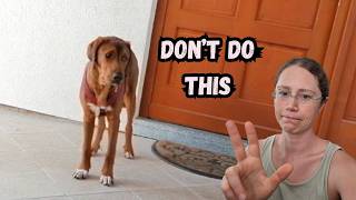 3 Tipps that HARM your Rescue Dog — even though EVERYONE gives them