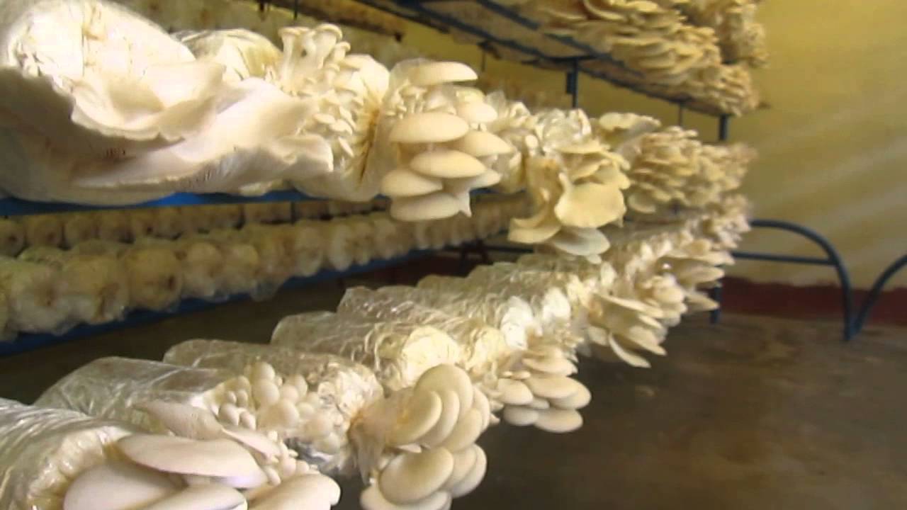 Mushroom Culture of Lasam Institute of Technology