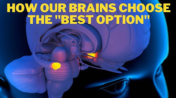 The Science of Decision-Making: How Our Brains Choose the Best Option