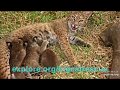 Bobcat Family Goes Outside