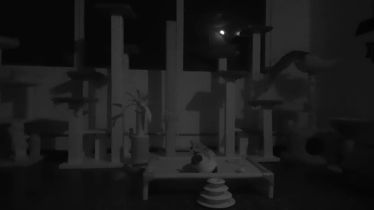 Cats in a Room | Calm Background Video
