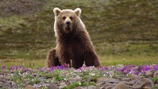 Орнитологи и медведь. Экспедиция РОСИП в Путораны 2018 Орнитологи и медведь. Экспедиция РОСИП в Путораны 2018
