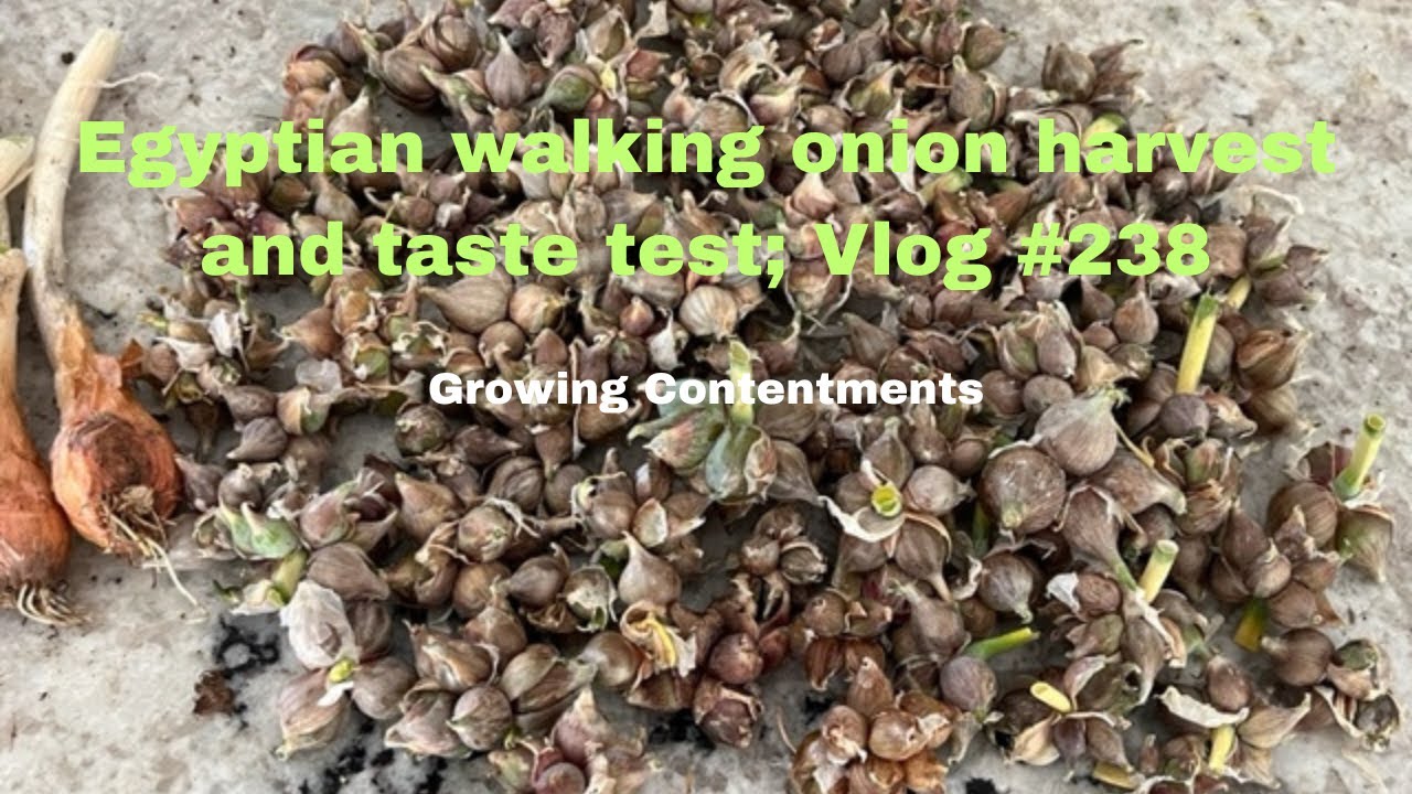 5 Splendidi Bulbi Autunnali Da Piantare Adesso Per Un Grande Colore - Foto 7