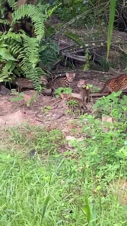 Penampakan Kucing Hutan (Macan Akar)