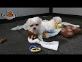 Lovable maltese puppies